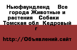 Ньюфаундленд  - Все города Животные и растения » Собаки   . Томская обл.,Кедровый г.